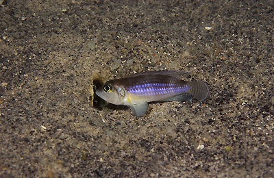 Lamprologus ocellatus 'Namansi'